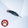 Изображение пера голубой сойки из The Sims 4 Кошки и собаки.