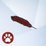 Изображение из The Sims 4 Cats And Dogs с красным пером кардинала