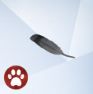 Изображение из The Sims 4 Кошки и собаки с голубиным пером